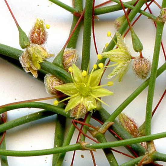  Eriogonum trichopes